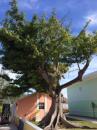 Amazing Tree - Spanish Wells: This tree was gorgeous and seemed full of character